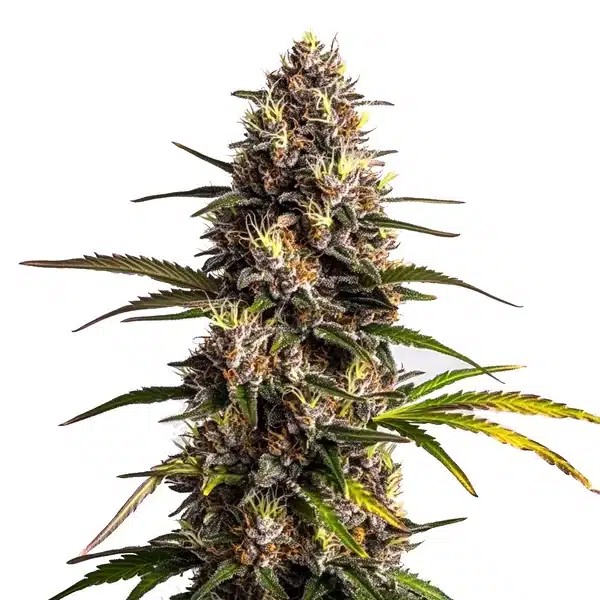 Black Domina x Banana Kush-image