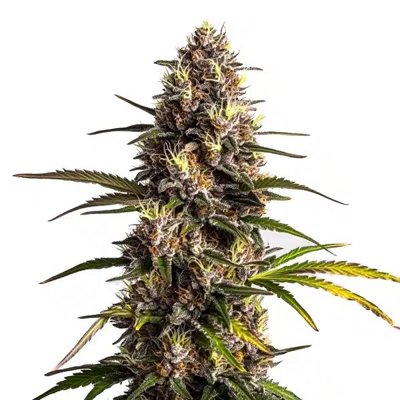 Black Domina x Banana Kush