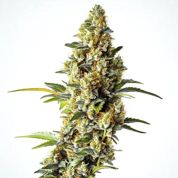 Black Domina x Scott’s OG-image