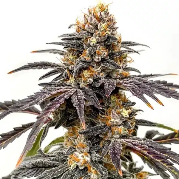 Black Hulk-image