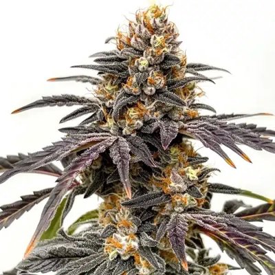 Black Hulk