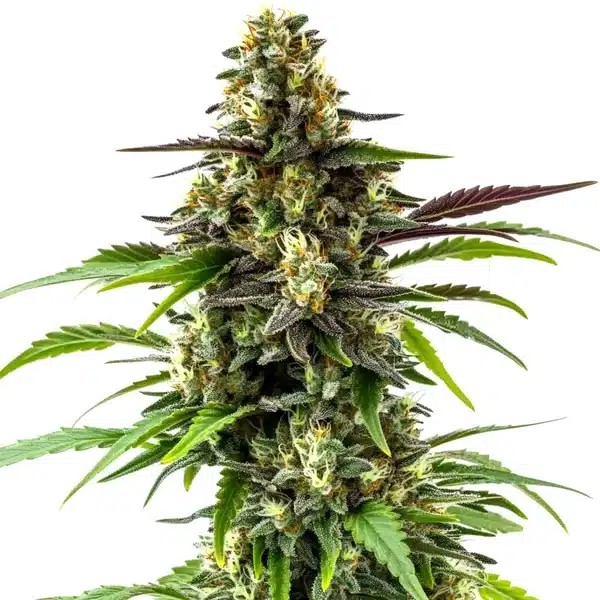 Black Jack-image