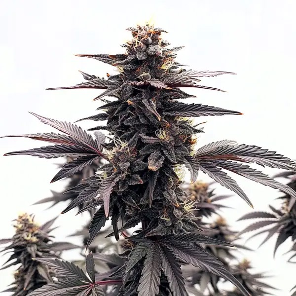 Black Runtz-image