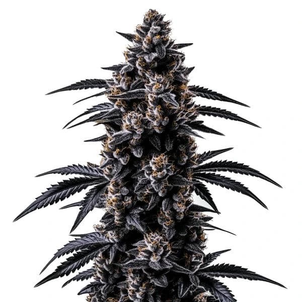 Black Sugar-image