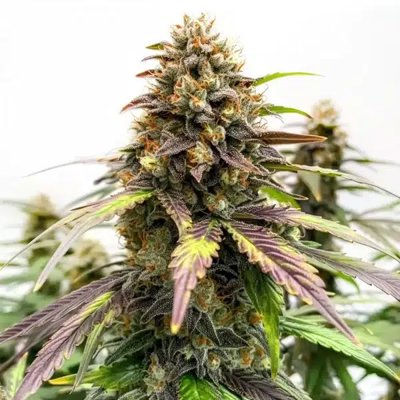 Black Water Purple OG Cheese