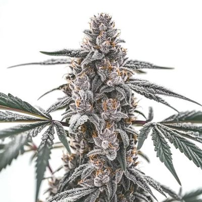 Black Widow