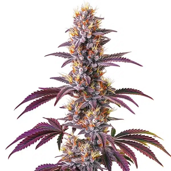 Blackberry Kush-image