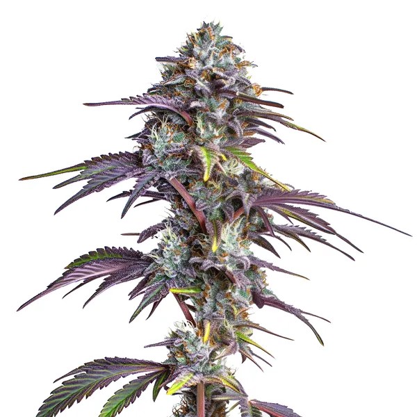 Blackberry Moonrocks-image