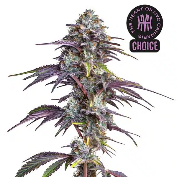 Blackberry Moonrocks HMC Edition-image