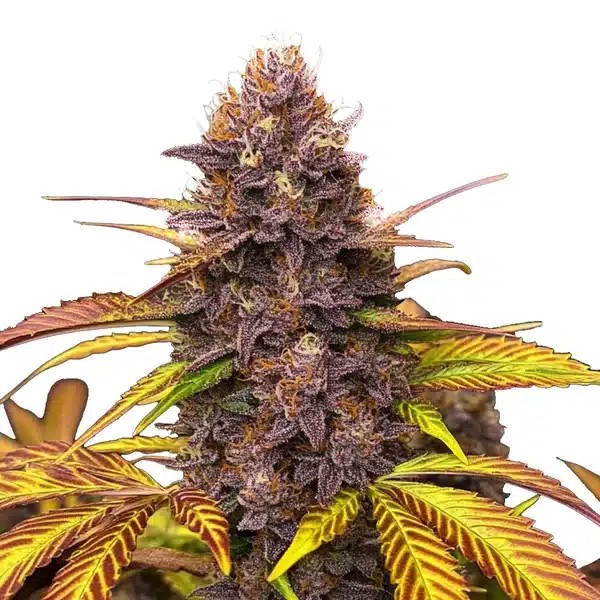 Blackberry Pie-image