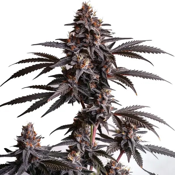 Blood Diamond OG-image