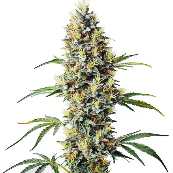 Blue Amnesia Regular-image