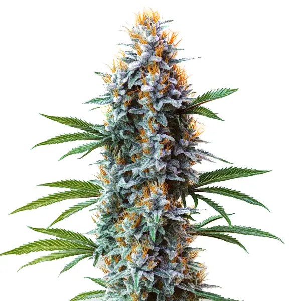 Blue Cheese-image