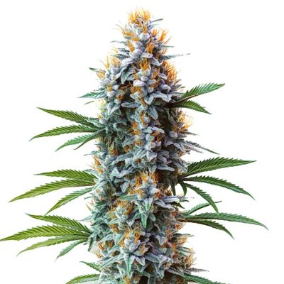 Blue Cheese