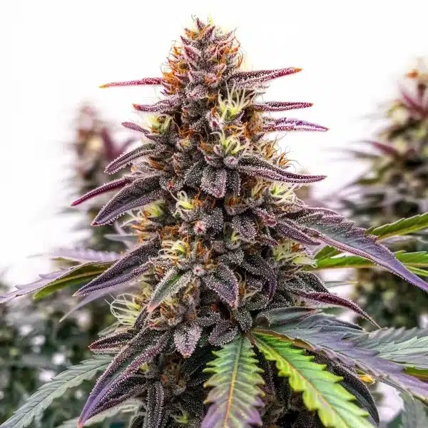 Blue Colombian Kush-image