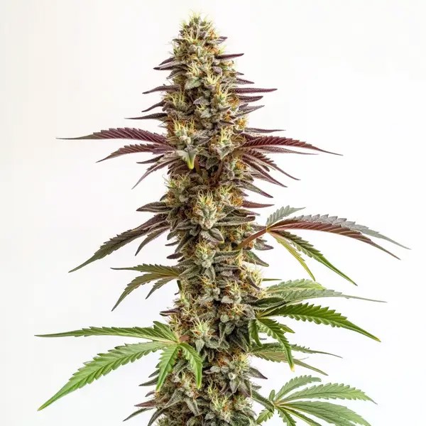 Blue Cookies-image
