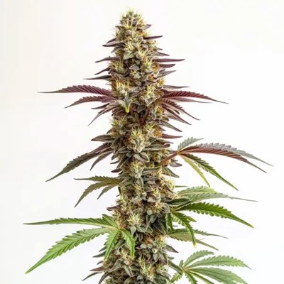Blue Cookies