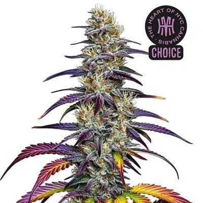 Blue Dream HMC Edition