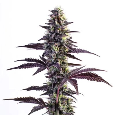 Blue Grape Fuel