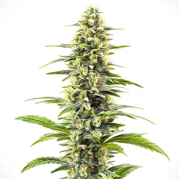 Blue Haze-image