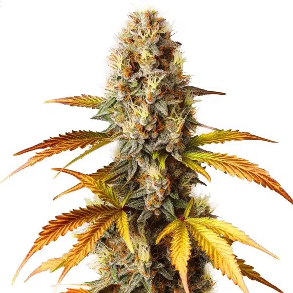 Blue HeadBand-image