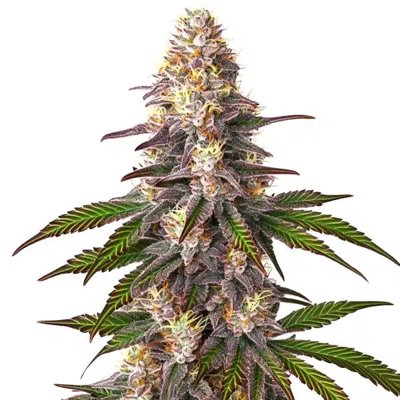 Blue OG