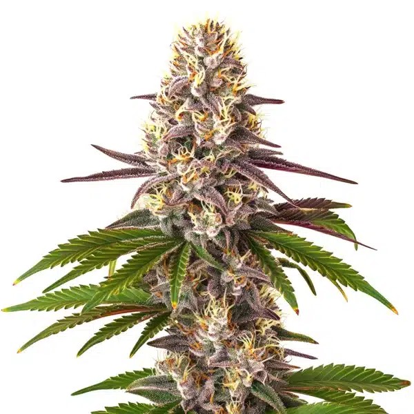 Blue OG Regular-image