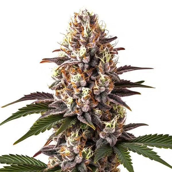 Blue Widow-image