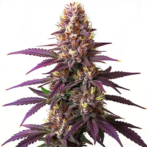 Blueberry-image