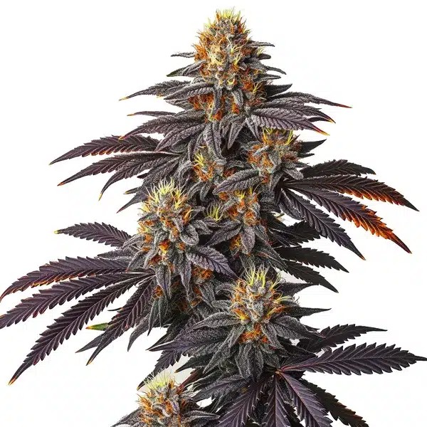 Blueberry Badazz-image