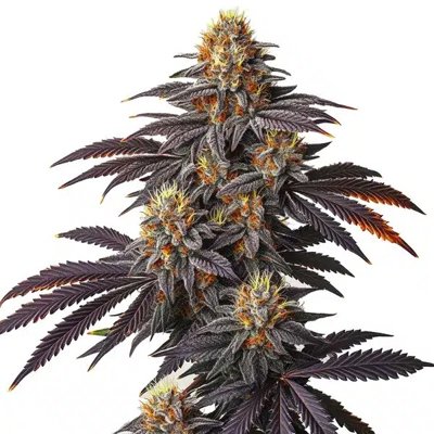 Blueberry Badazz