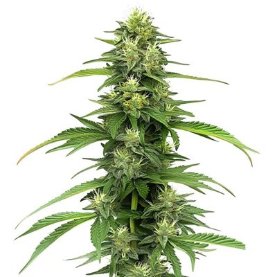 Blueberry CBD