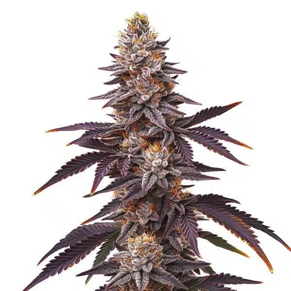 Blueberry Fast Version-image