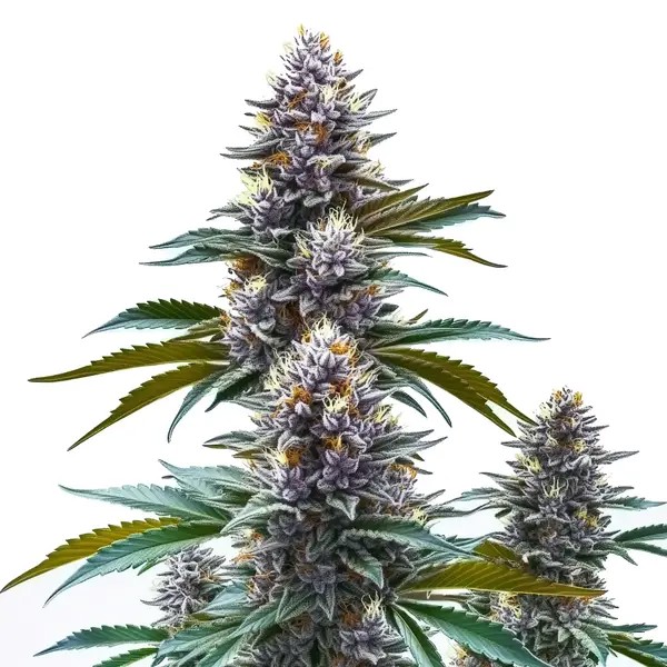 Blueberry Kush Regular-image