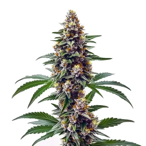 Blueberry Regular-image