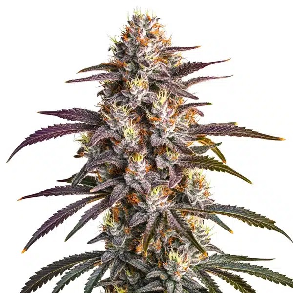 Blueberry x GG4-image