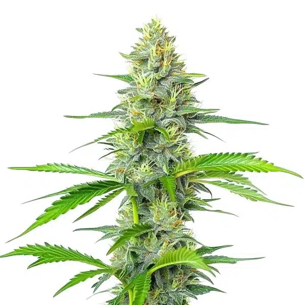 Blueberry x White Widow-image