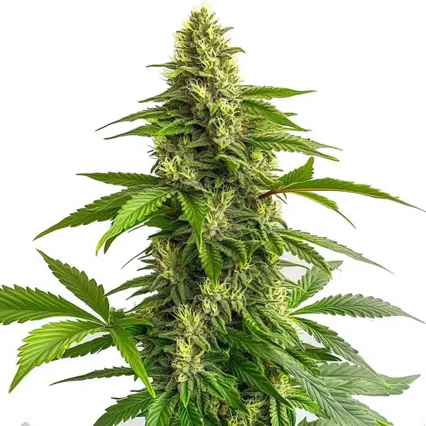 Bruce Banner #3 FBV-image