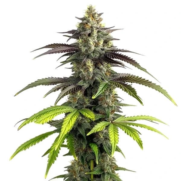 Bruce Banner 2.0-image
