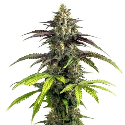 Bruce Banner 2.0