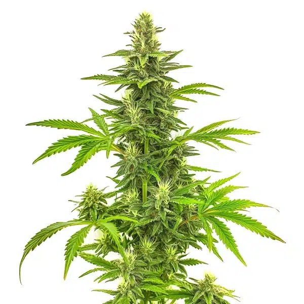 Bruce Banner Fast Version-image
