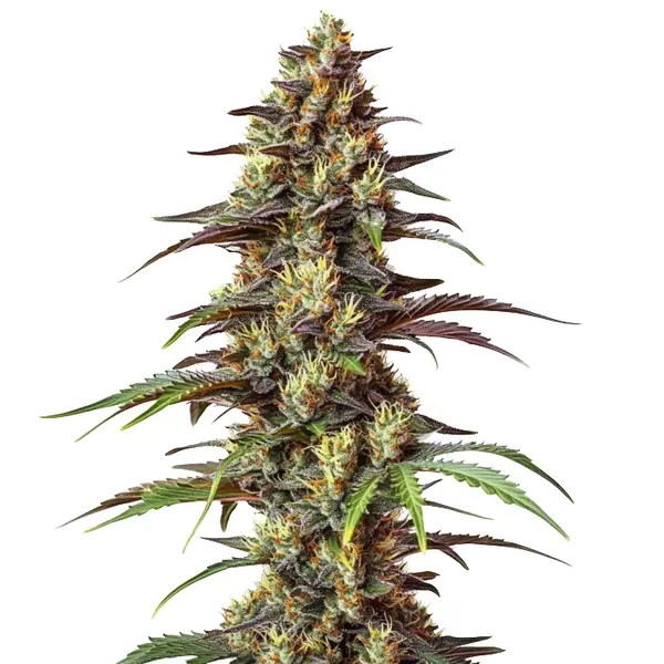 Bruce Banner Regular-image