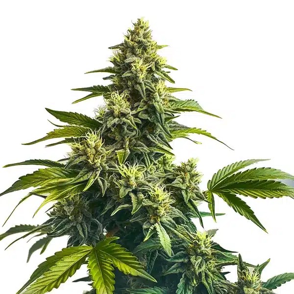 Bruce Banner x Carmen-image