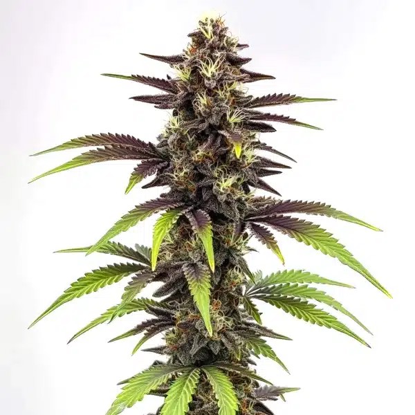 Bruce Banner x Do-Si-Dos-image