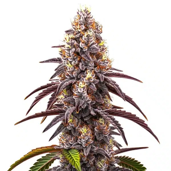 Bruce Banner x Grapefruit Regular-image