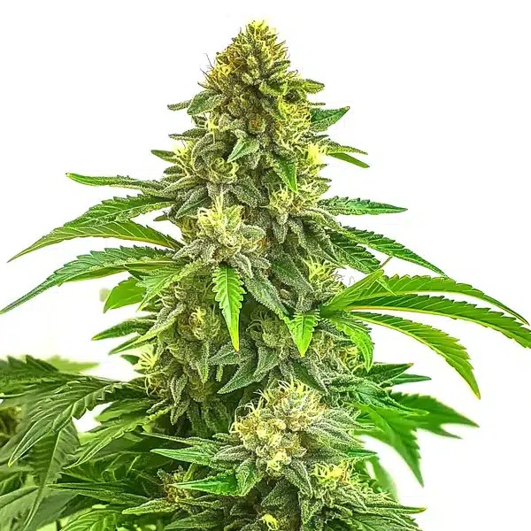 Bruce Banner x Tropi BCN Regular-image
