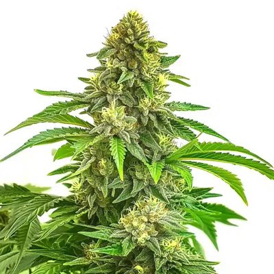 Bruce Banner x Tropi BCN Regular