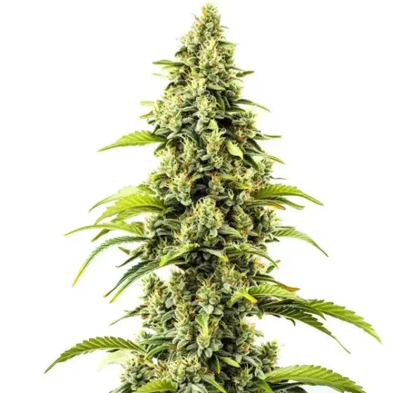 Bubblegum Haze