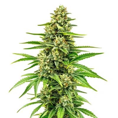 Bubblegum Regular