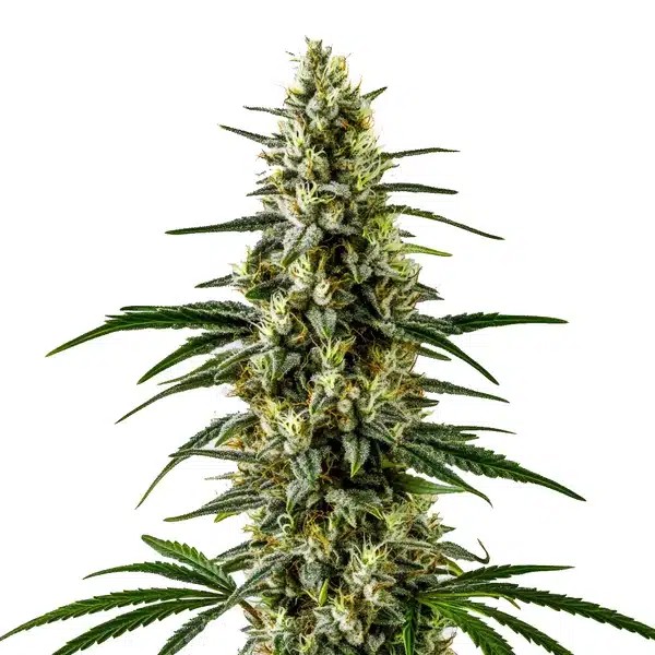 C99 x Early Skunk-image